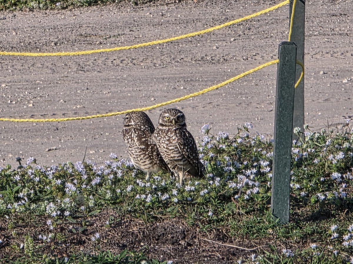 Burrowing Owl - ML646371020