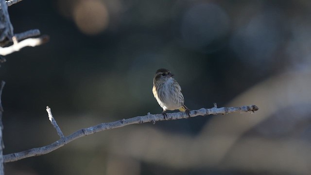 Pine Siskin - ML646371021