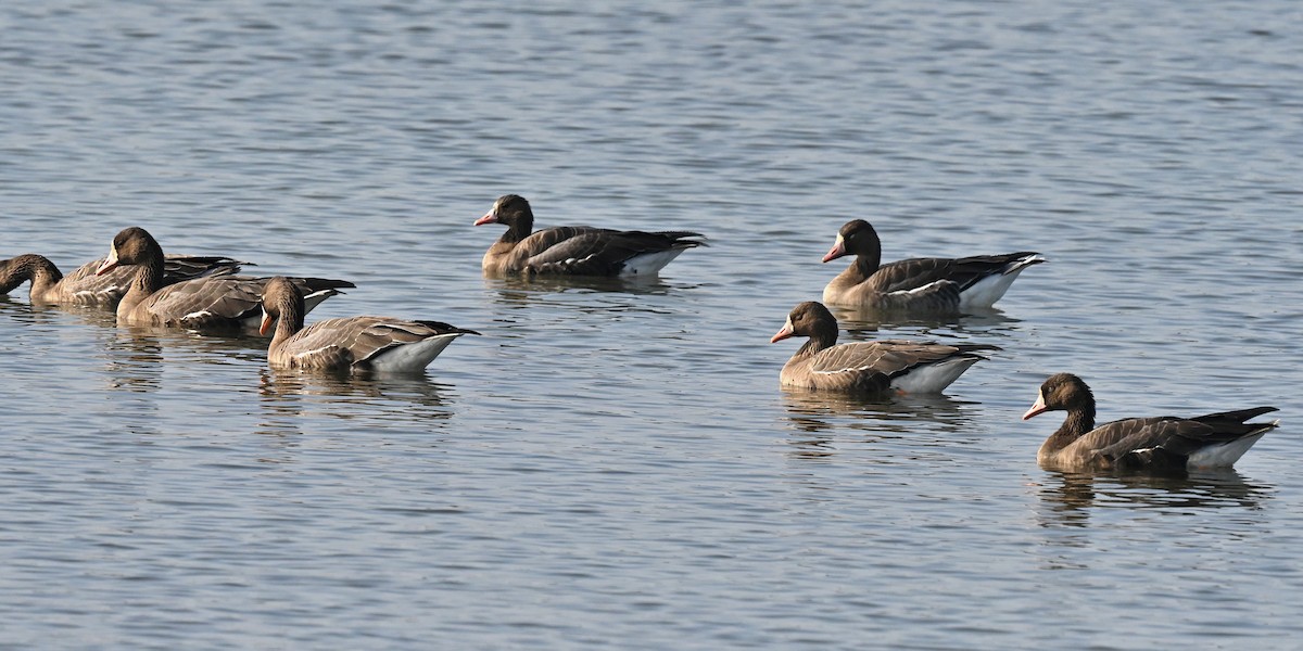 Манхин галуу - ML646371022