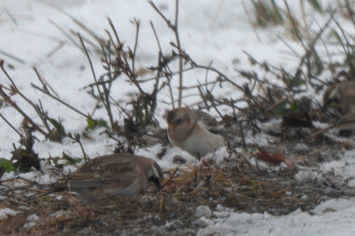 Snow Bunting - ML646371023