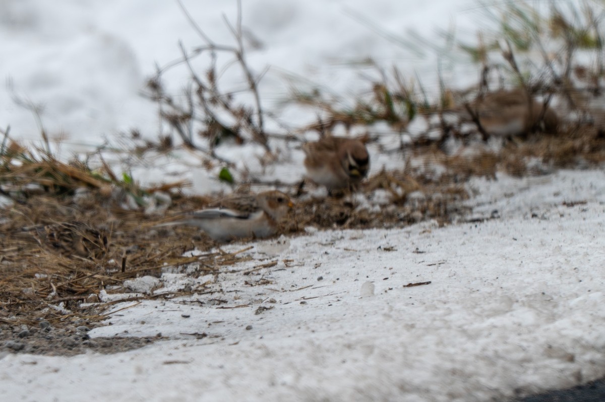 Snow Bunting - ML646371024