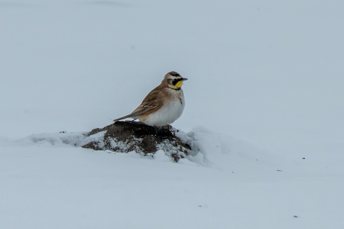 Horned Lark - ML646371026