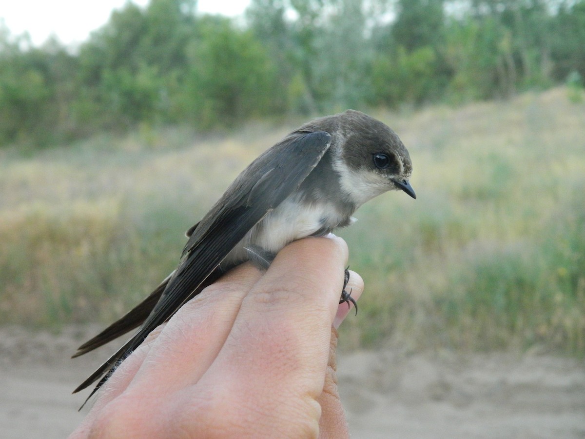 Bank Swallow - ML646371027