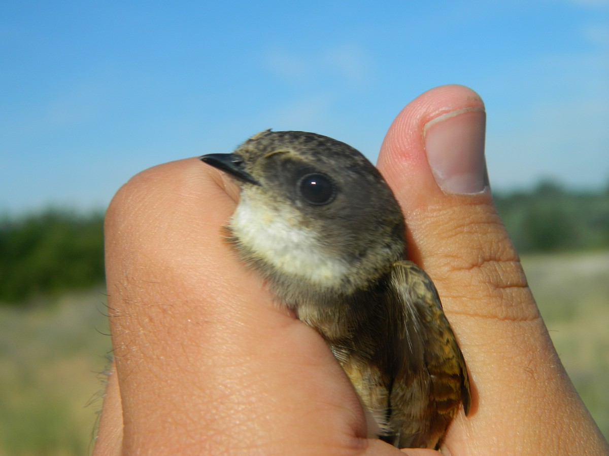 Bank Swallow - ML646371028