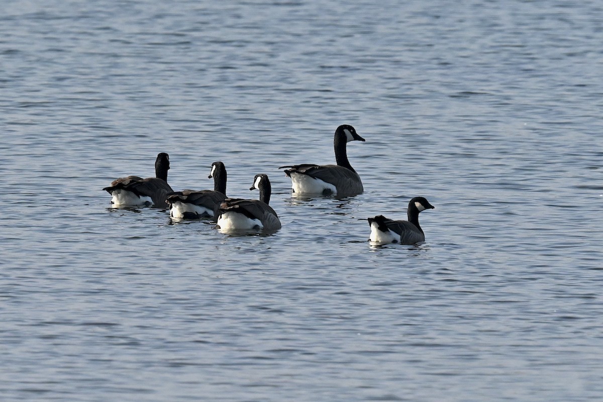 Харлаг галуу - ML646371029