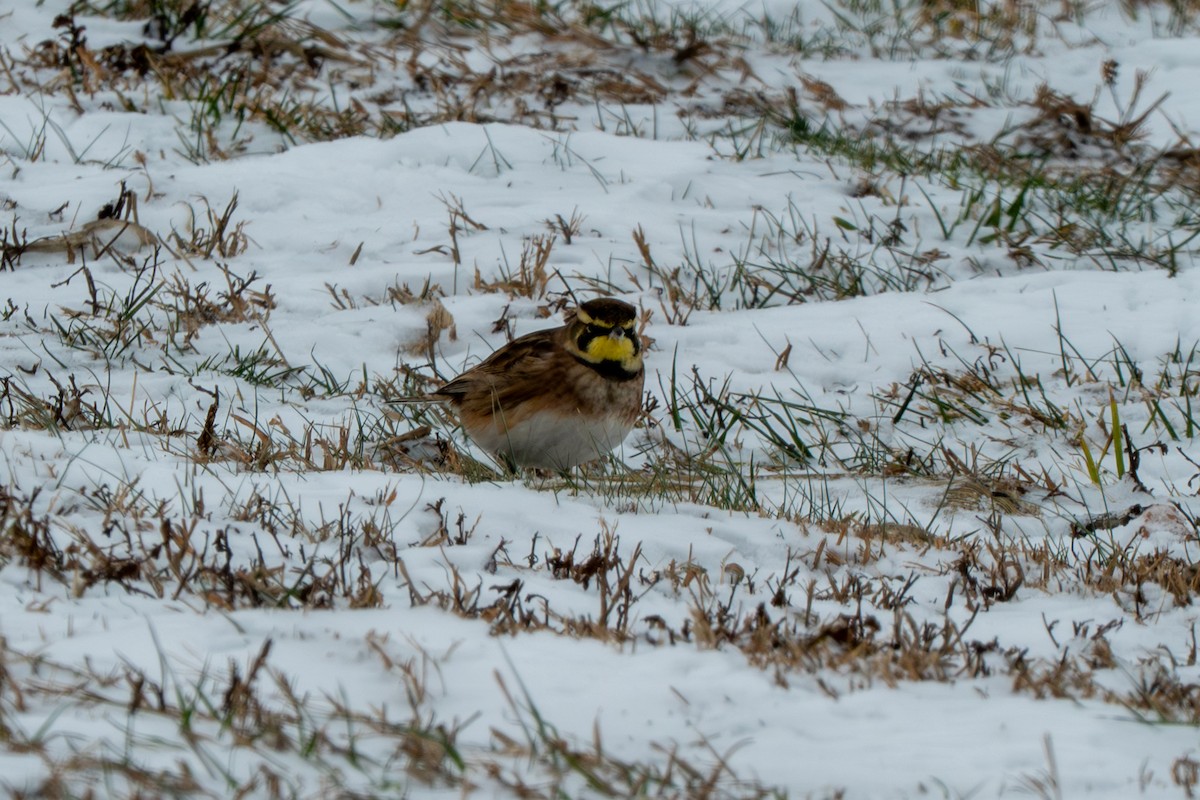 Horned Lark - ML646371030