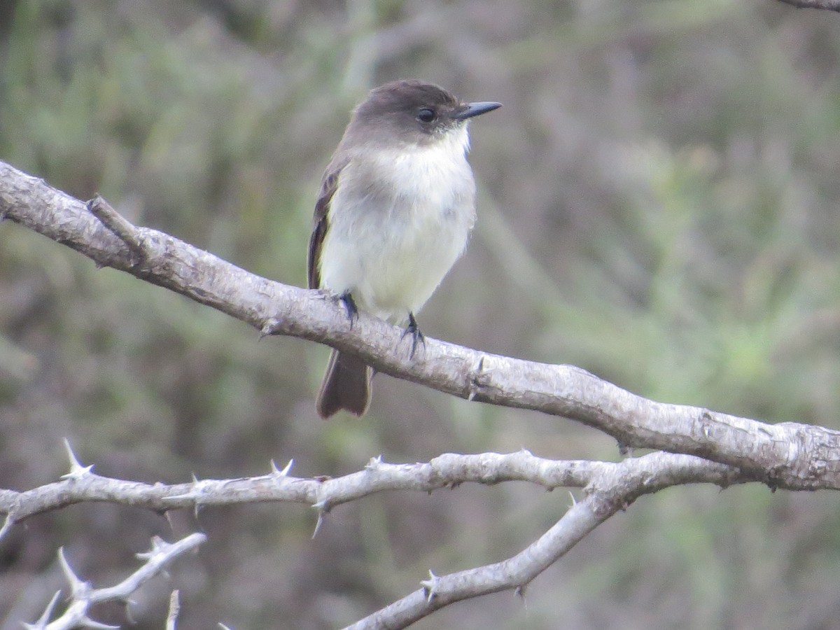 Eastern Phoebe - ML646371034