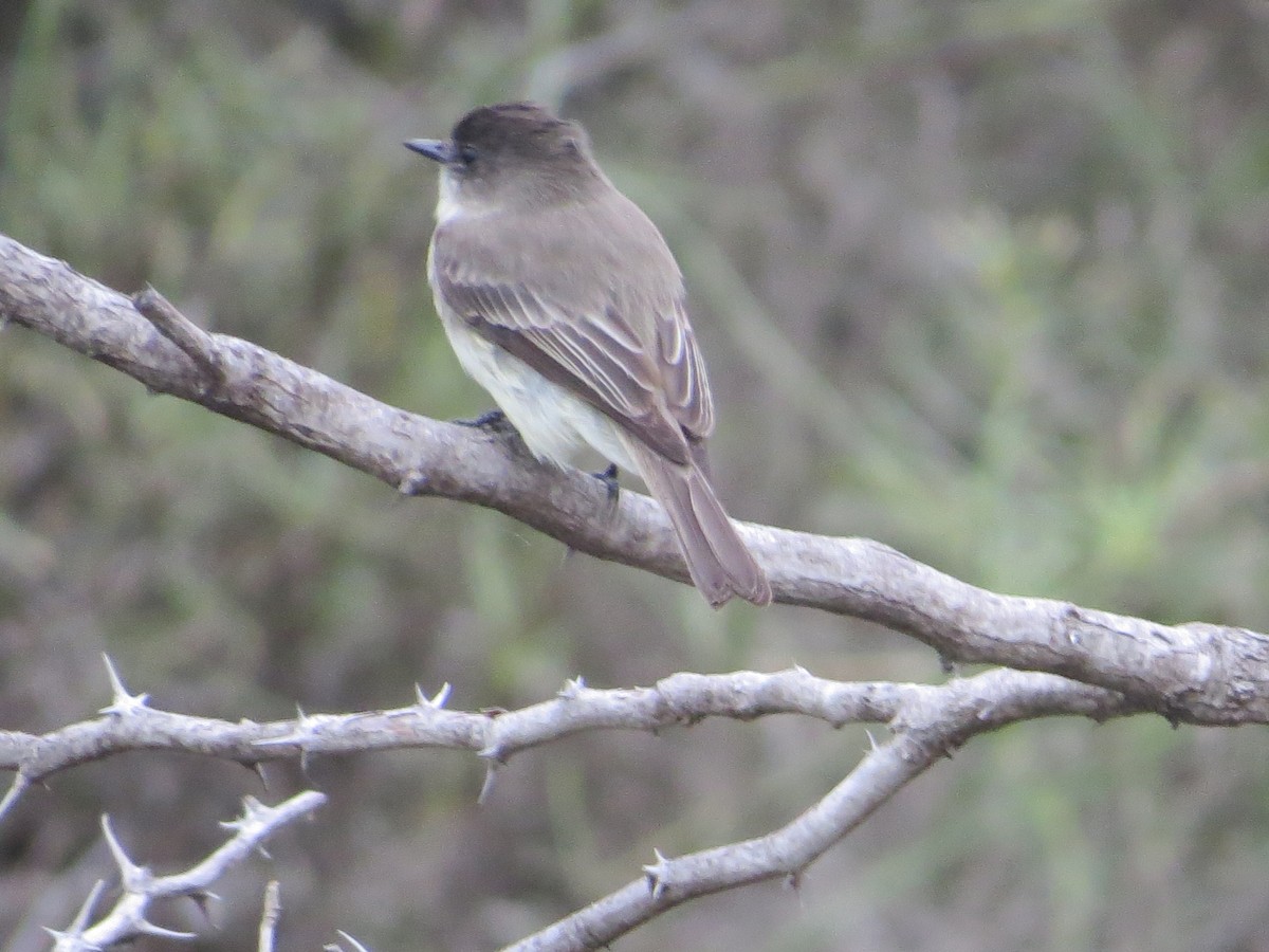 Eastern Phoebe - ML646371035