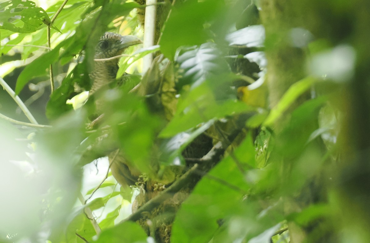 Rufous-vented Ground-Cuckoo - ML646371037