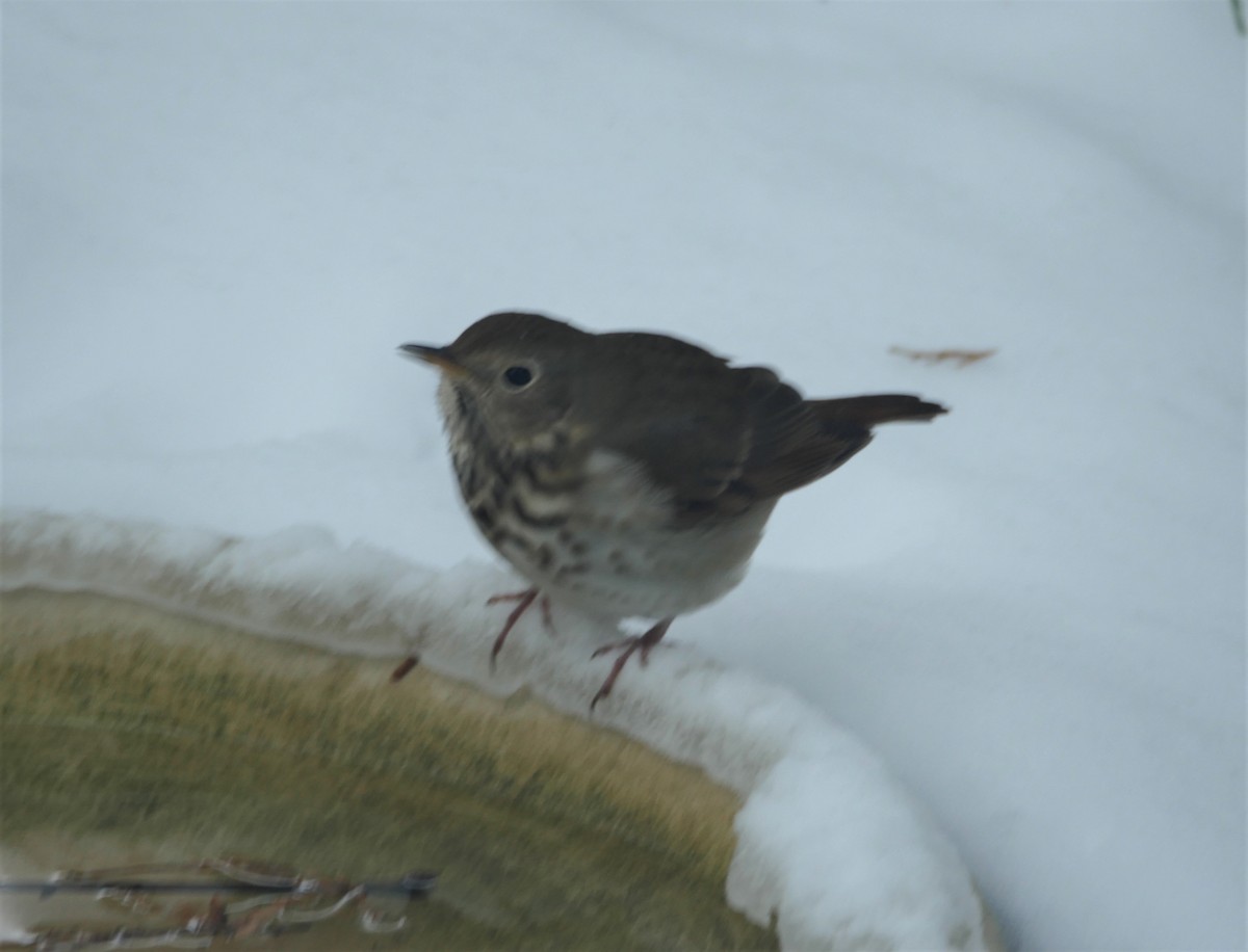 Hermit Thrush - ML646371039
