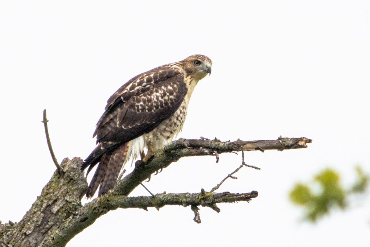 Red-tailed Hawk - ML646371040
