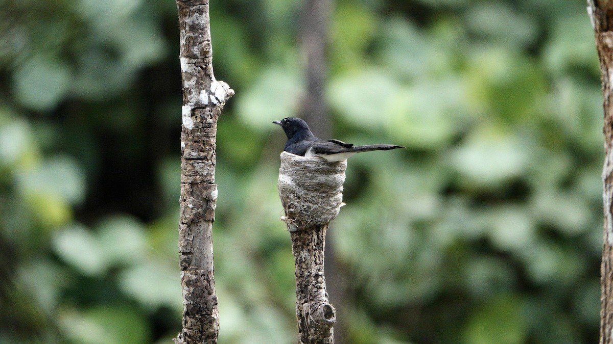 Willie-wagtail - ML646371041