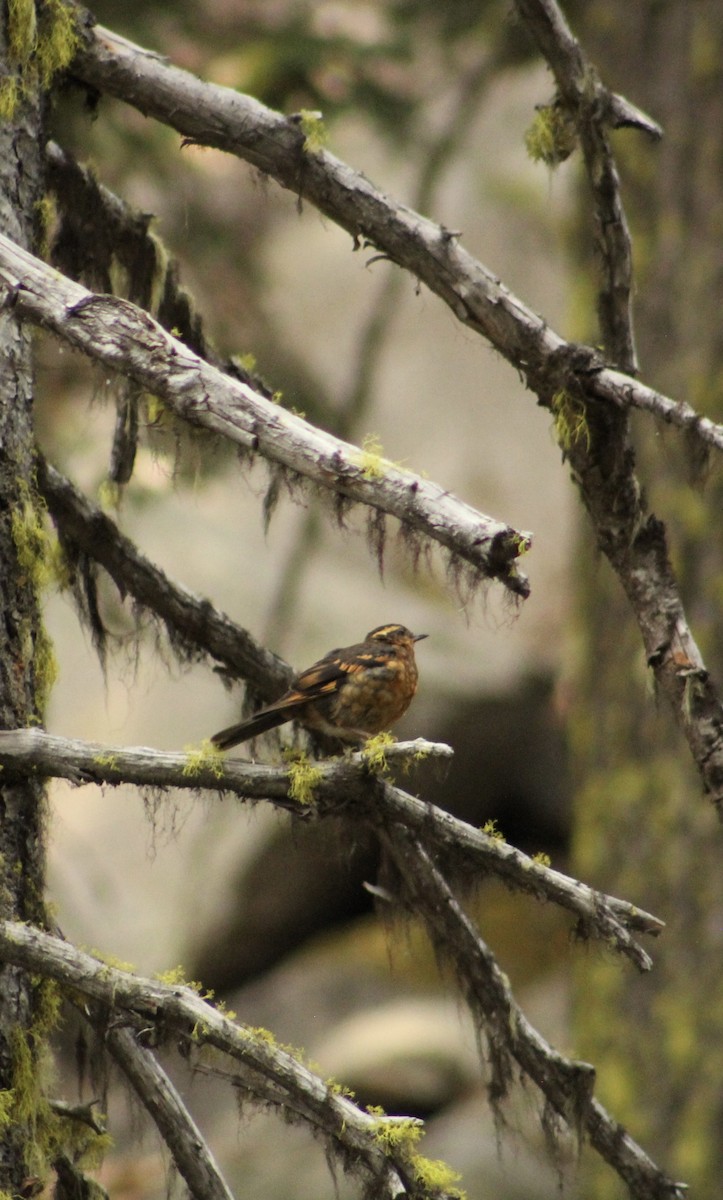 Varied Thrush - ML646371044