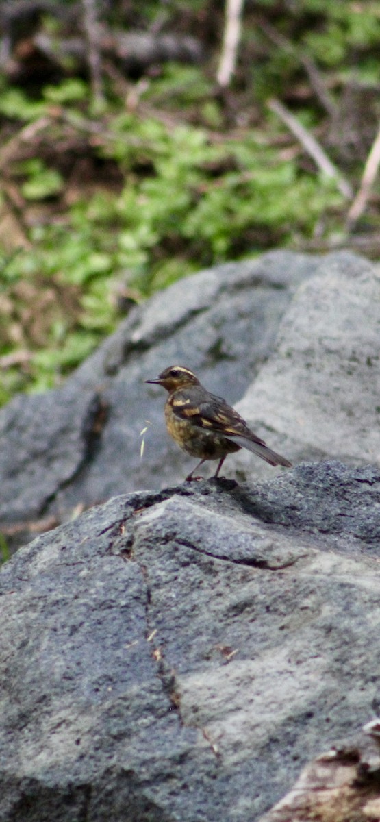 Varied Thrush - ML646371045