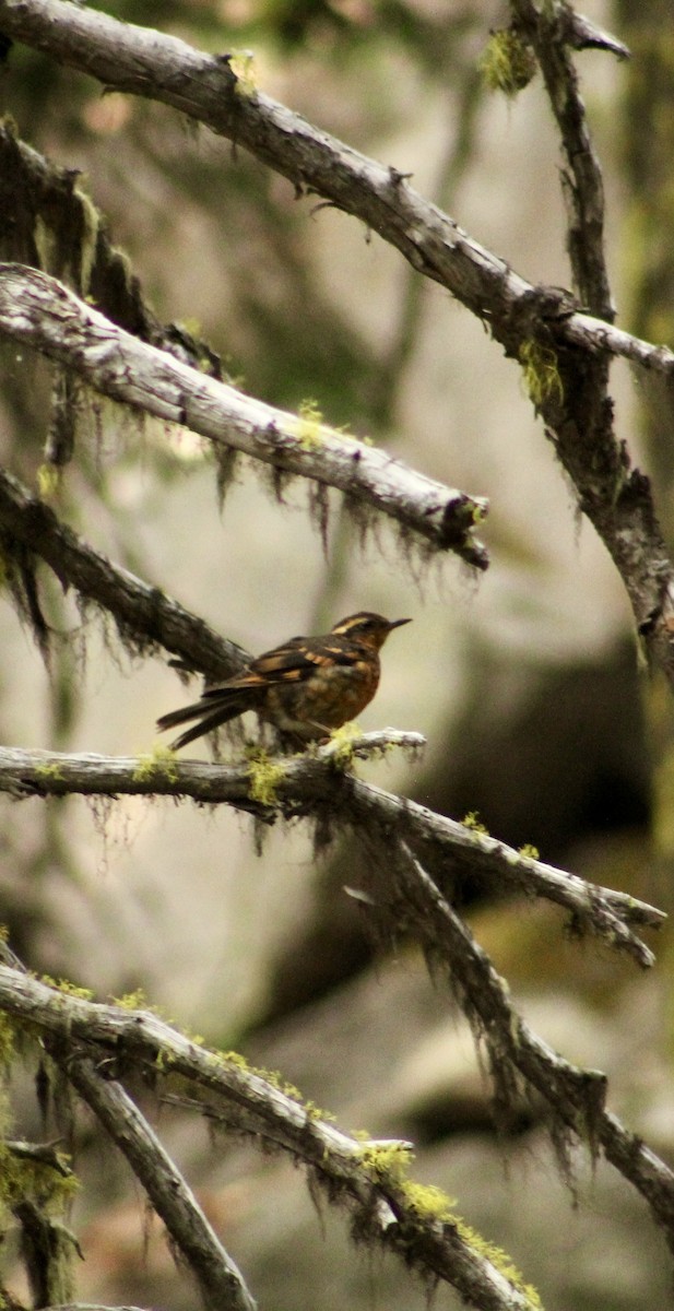 Varied Thrush - ML646371046