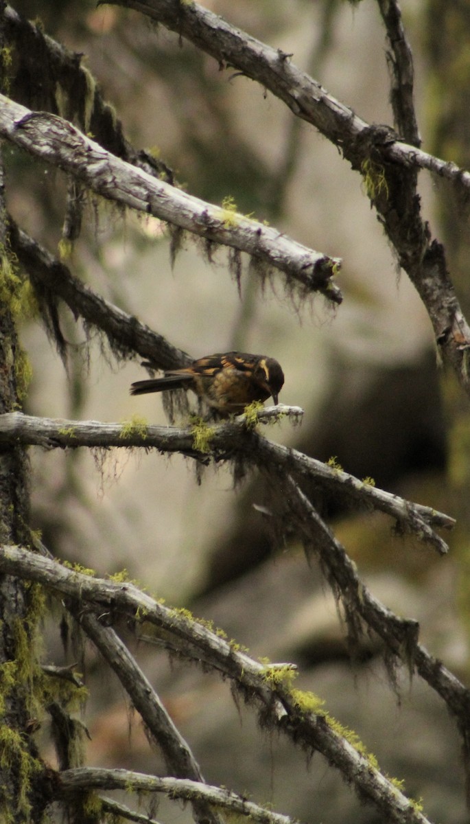 Varied Thrush - ML646371047