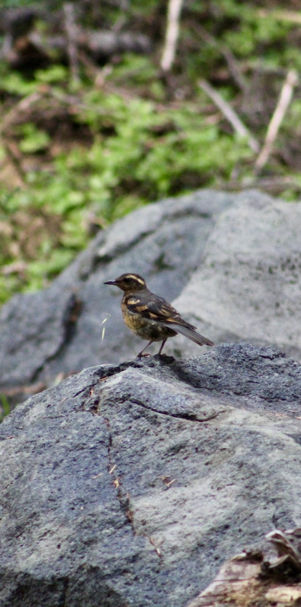 Varied Thrush - ML646371048