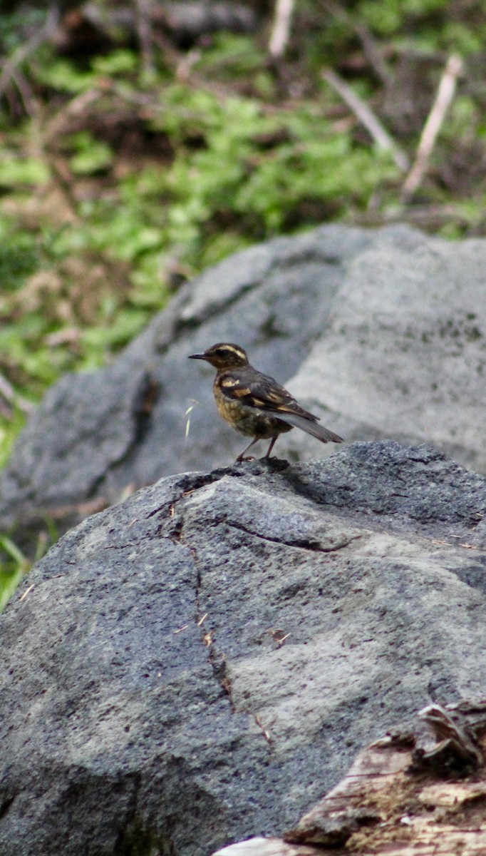 Varied Thrush - ML646371049