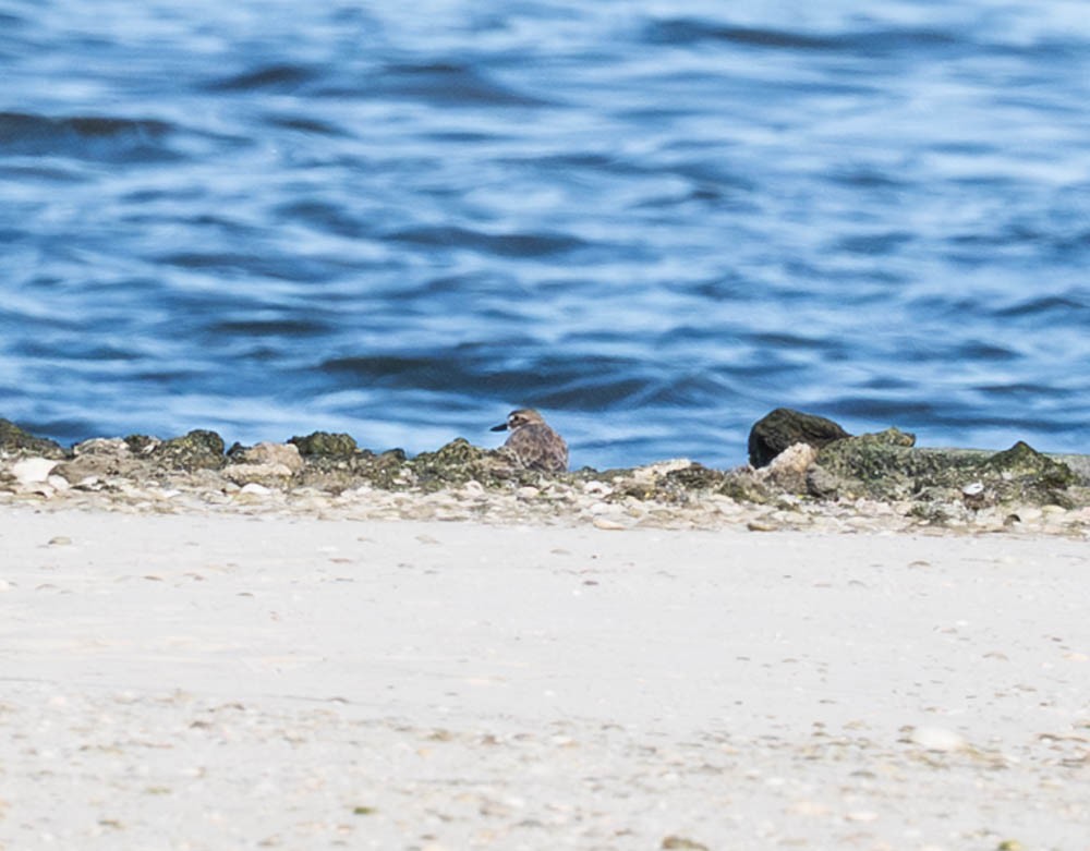 Wilson's Plover - ML646371051