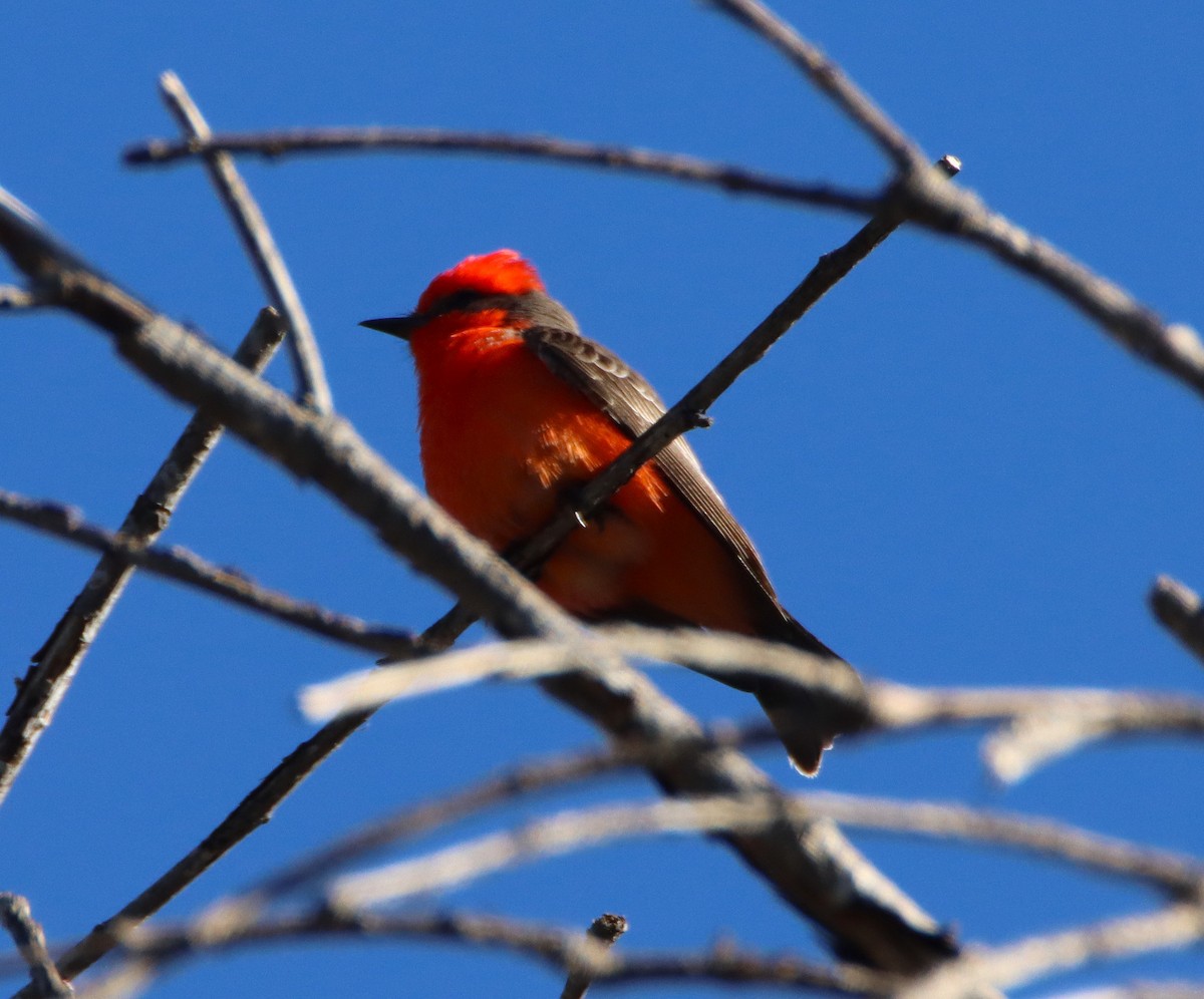 Vermilion Flycatcher - ML646371054