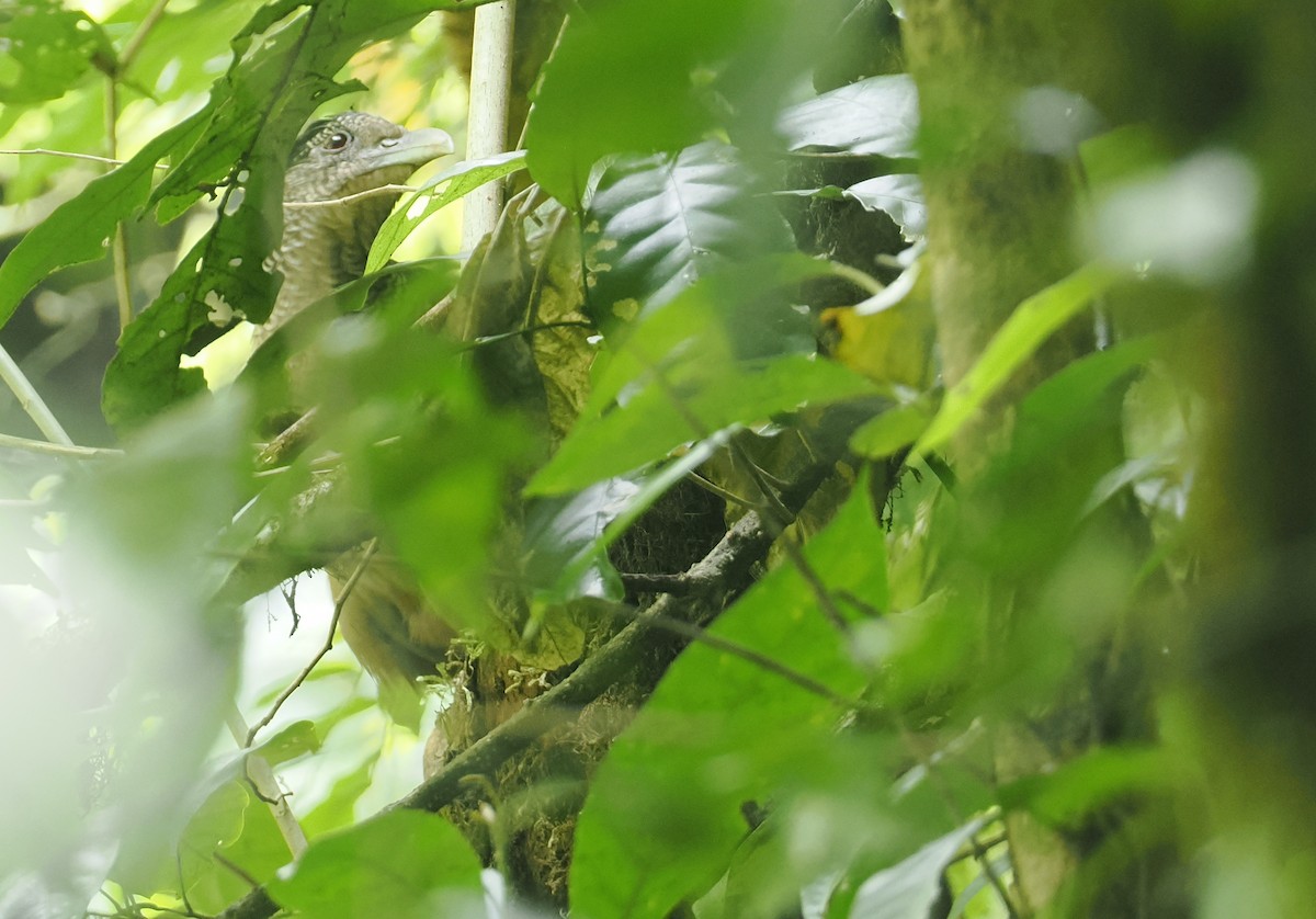 Rufous-vented Ground-Cuckoo - ML646371055