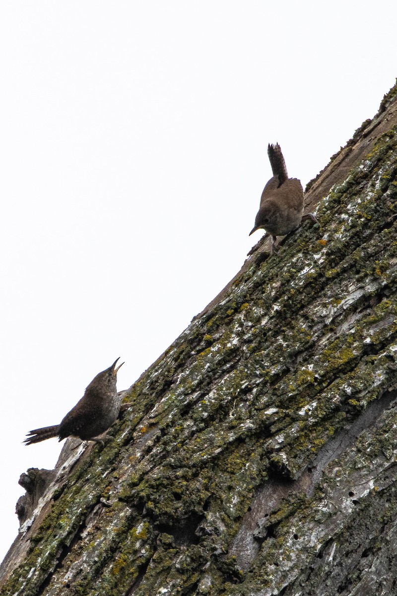 Northern House Wren - ML646371056
