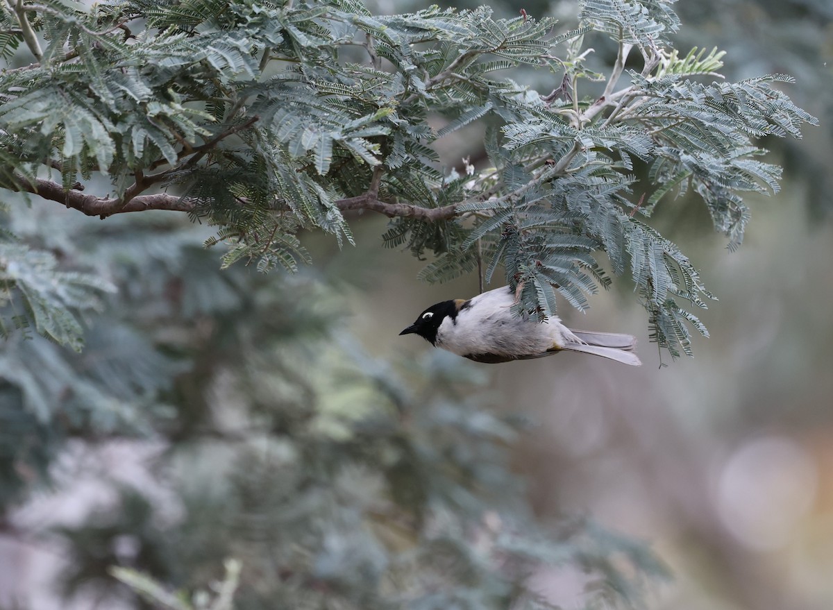 Black-headed Honeyeater - ML646371057