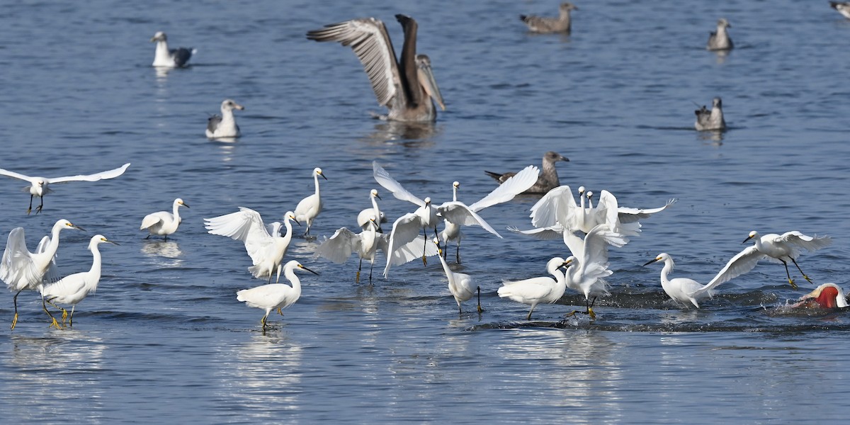 Snowy Egret - ML646371058