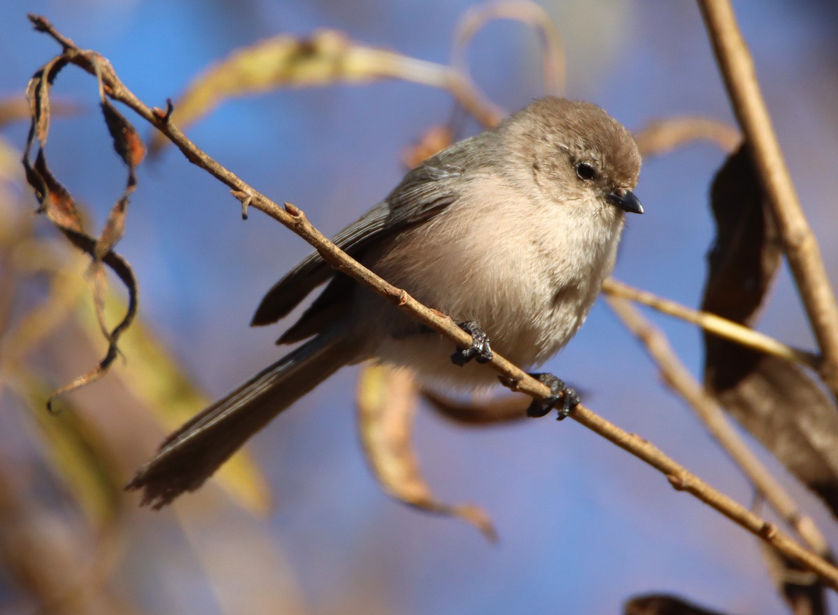 Bushtit - ML646371070