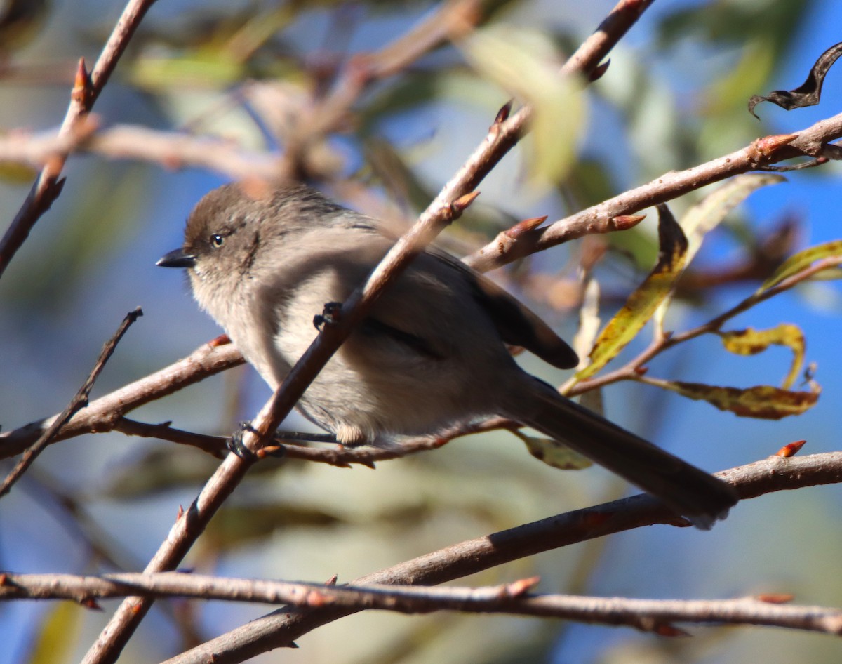 Bushtit - ML646371071