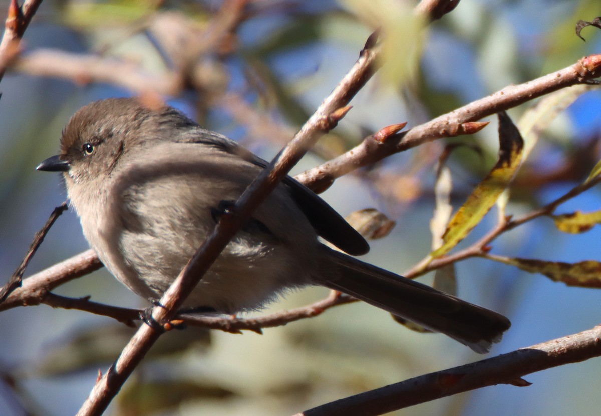 Bushtit - ML646371072