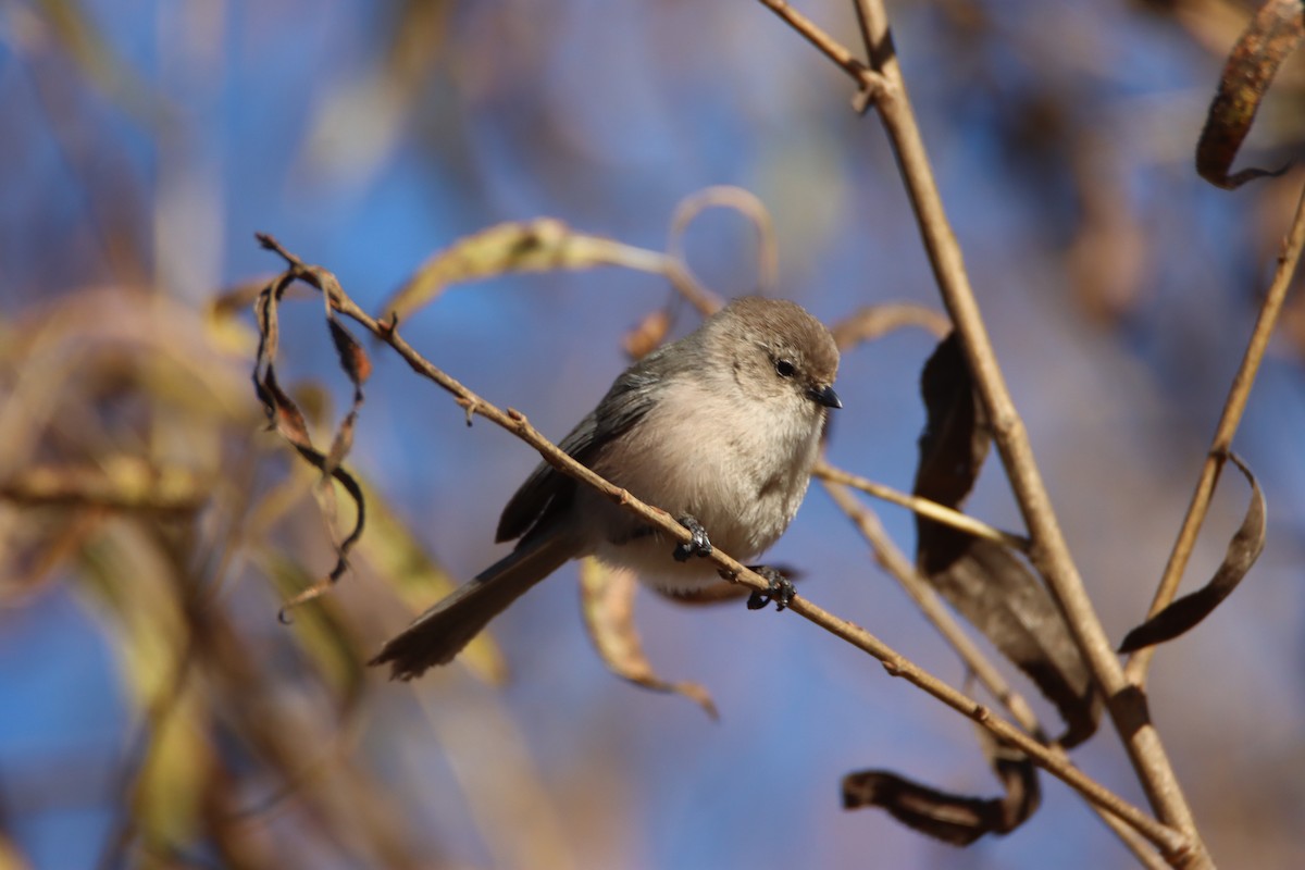 Bushtit - ML646371073