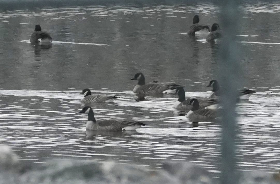 Казарка мала - ML646371074