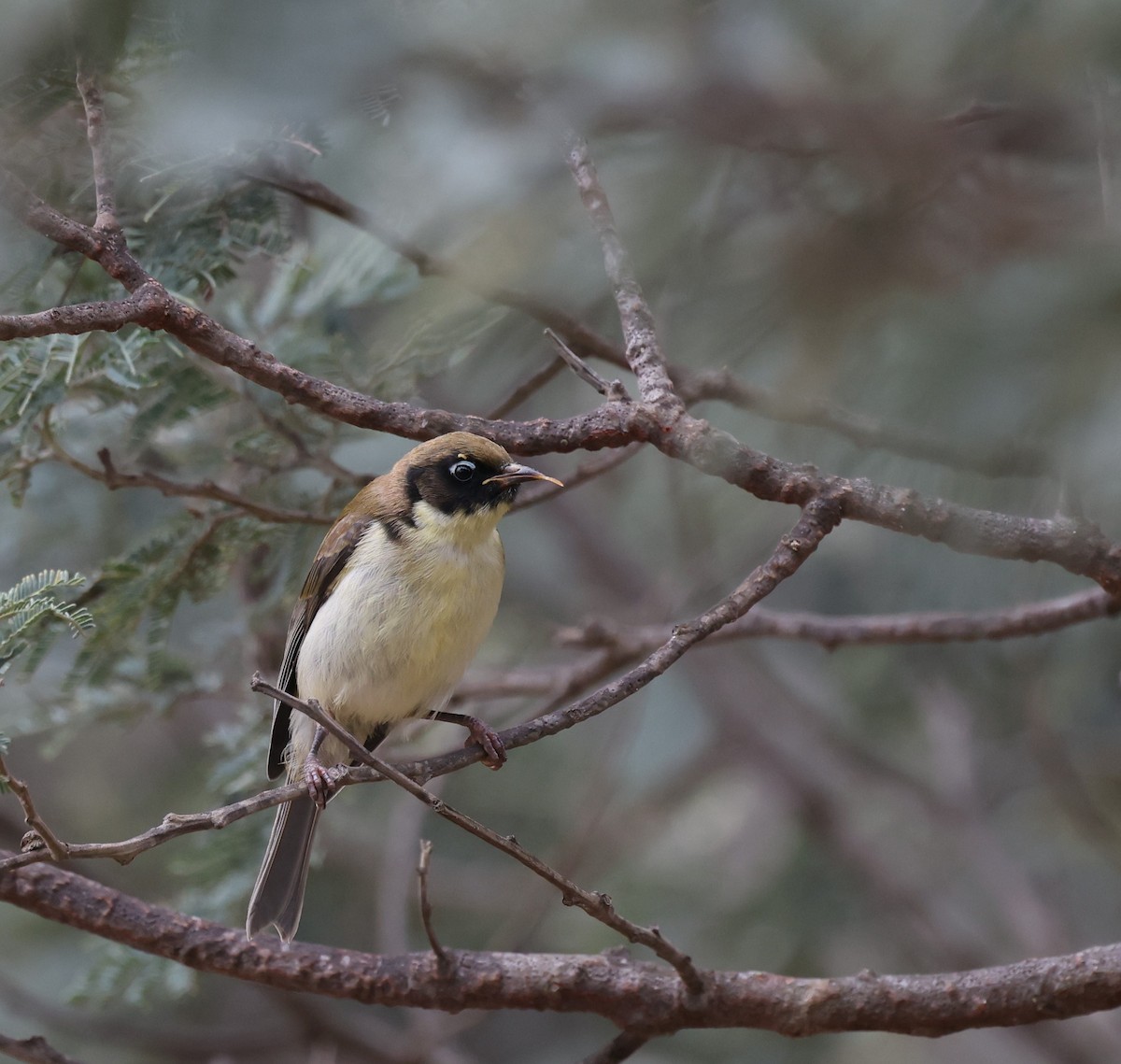 Black-headed Honeyeater - ML646371076