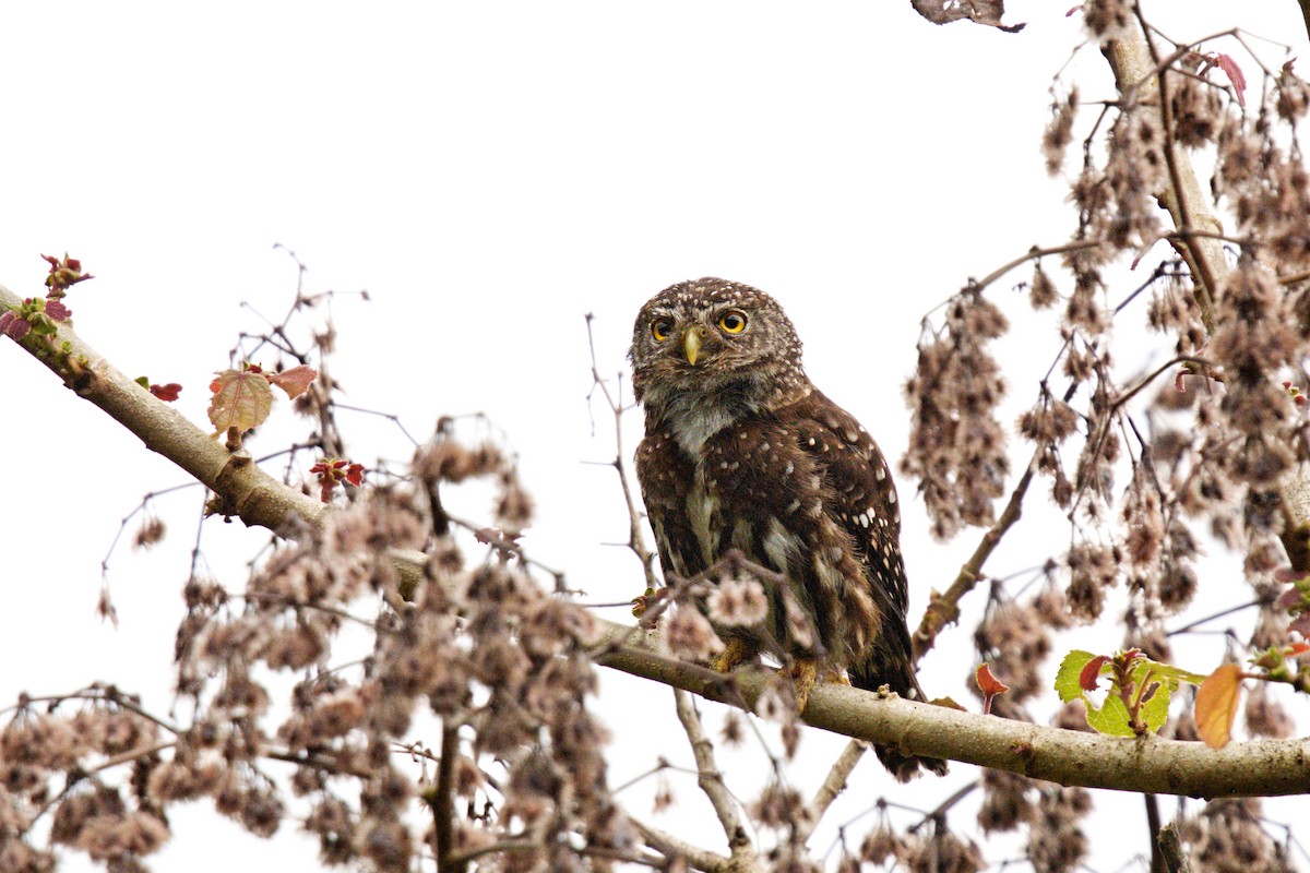 Chevêchette des yungas - ML646371078
