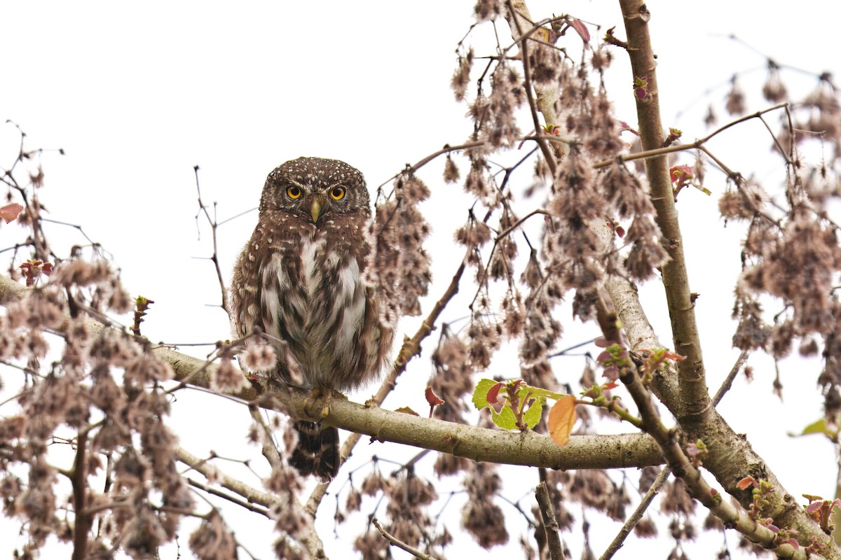 Chevêchette des yungas - ML646371079
