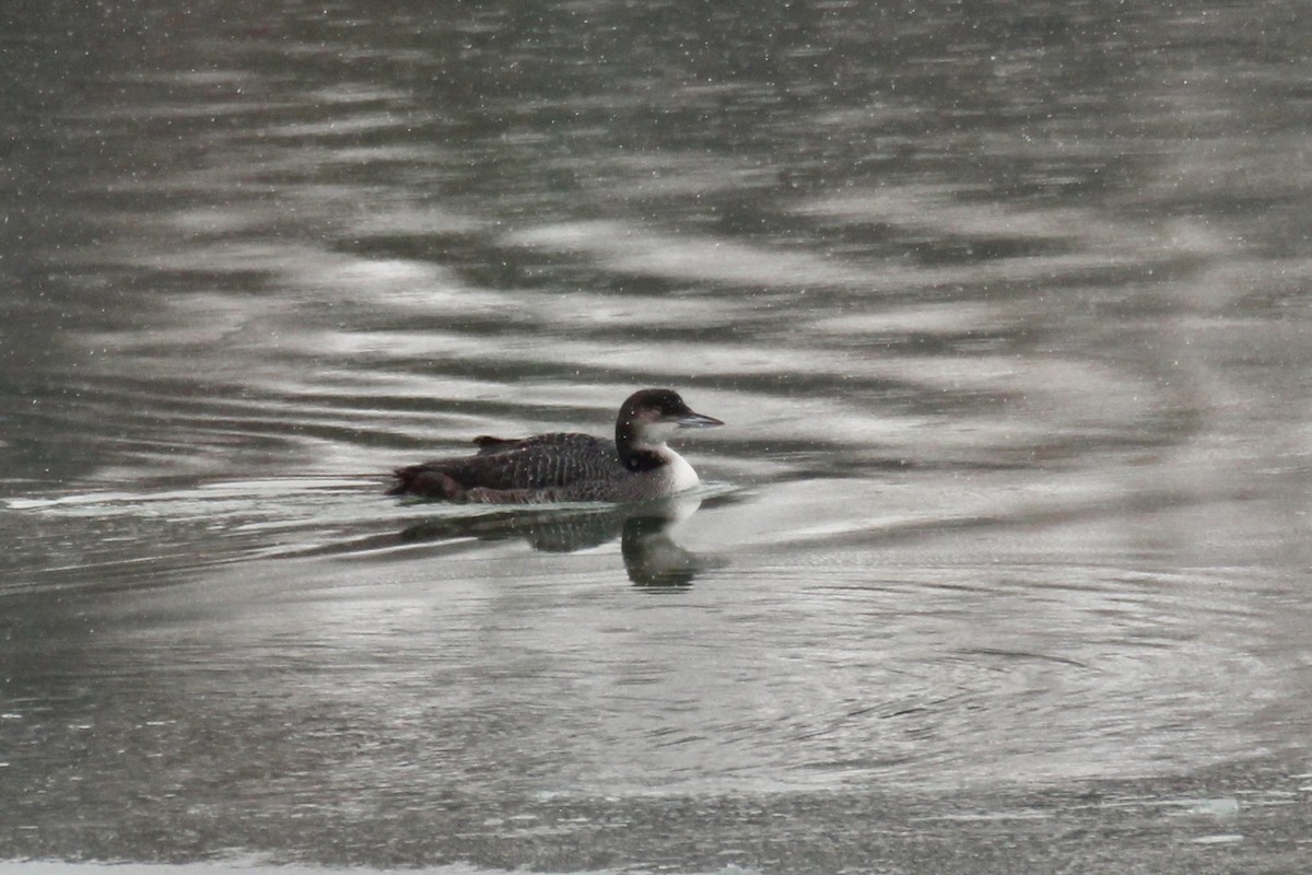 Buz Dalgıcı - ML646371081