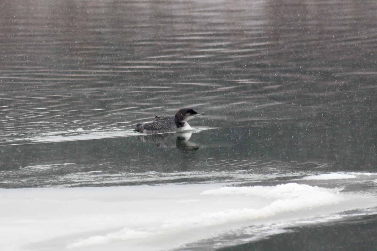 Buz Dalgıcı - ML646371083