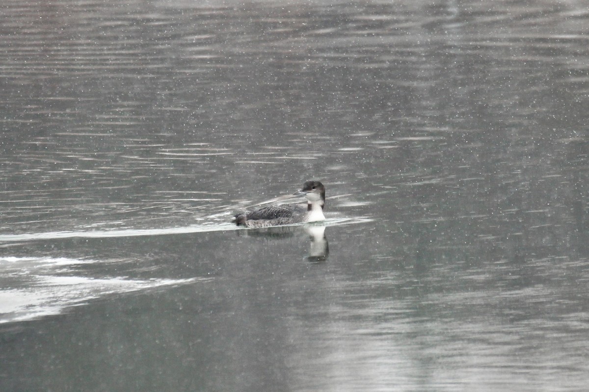Common Loon - ML646371084