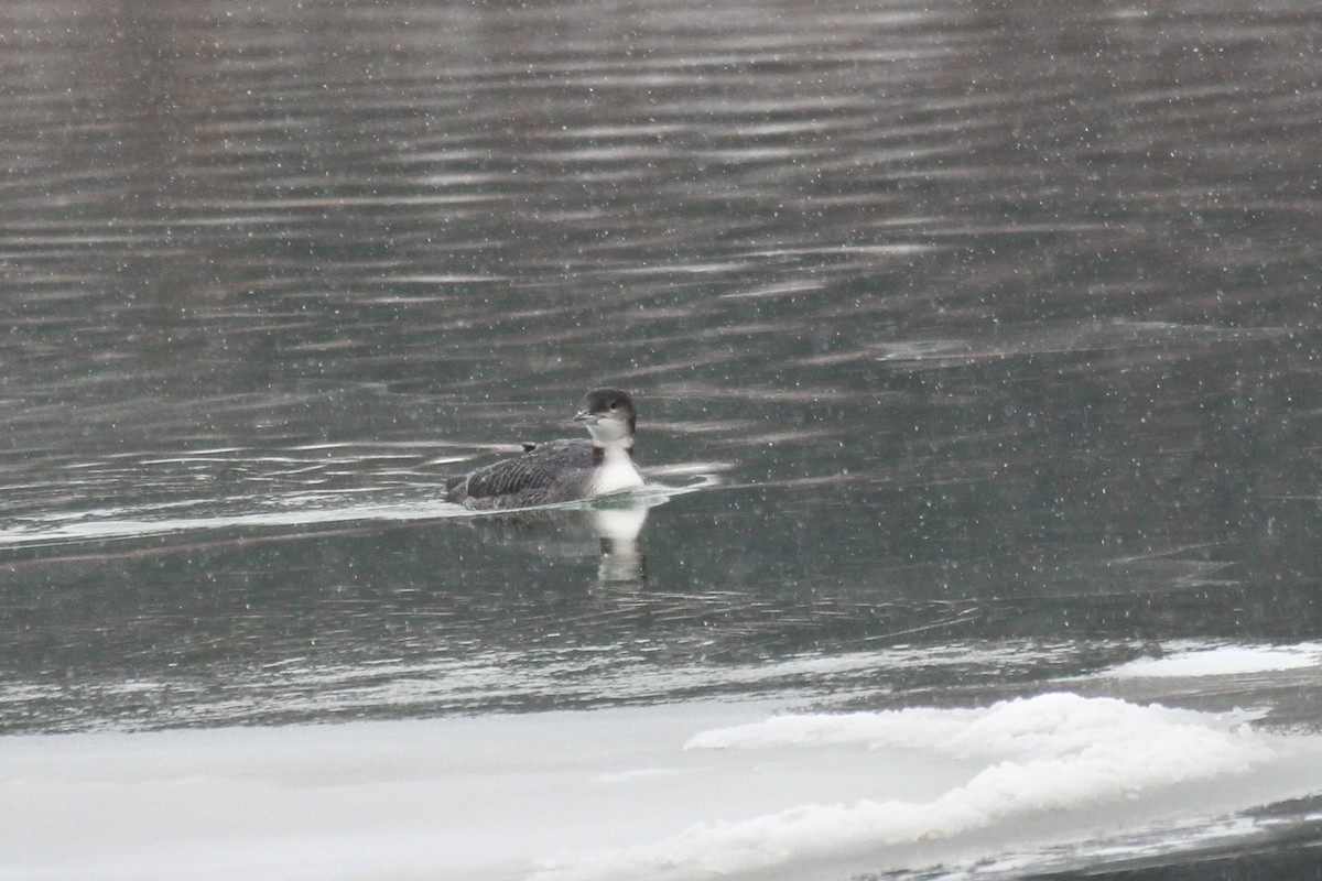 Buz Dalgıcı - ML646371085