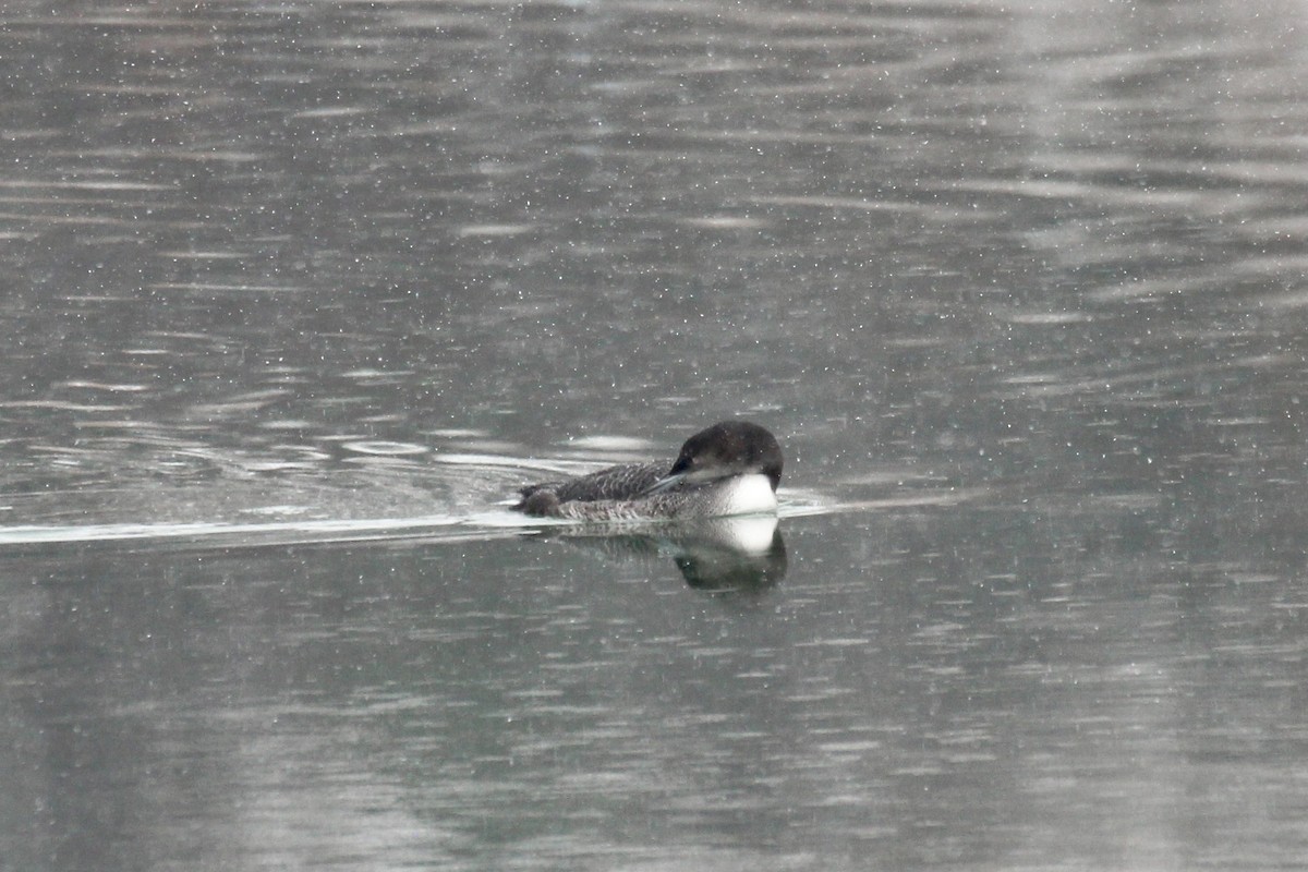 Buz Dalgıcı - ML646371086