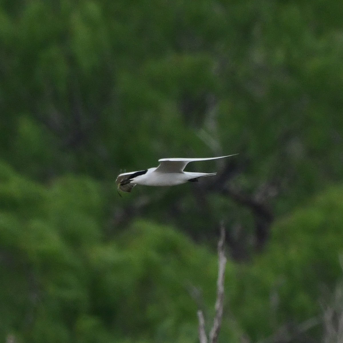 Pagaza Piconegra - ML646371091