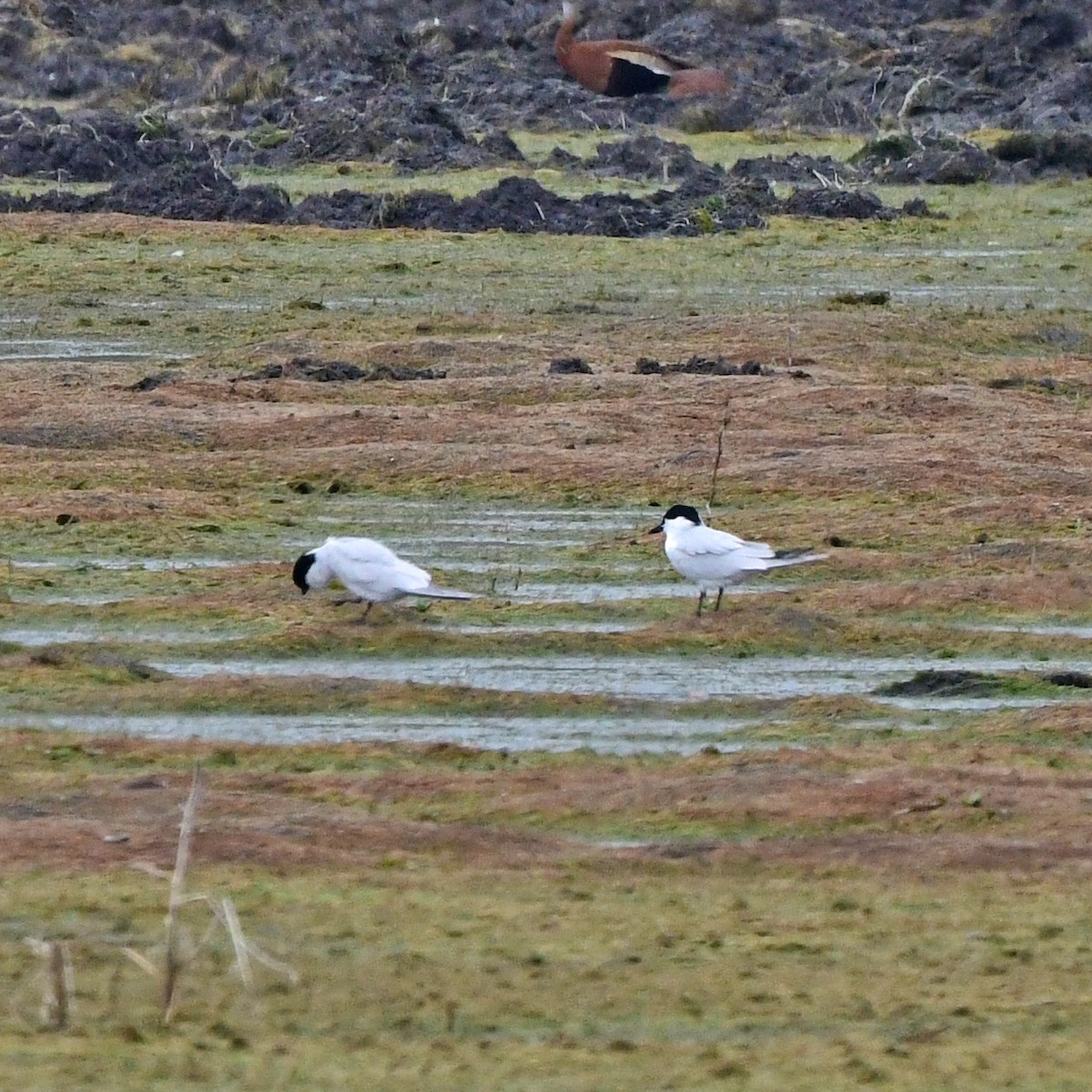 Pagaza Piconegra - ML646371092