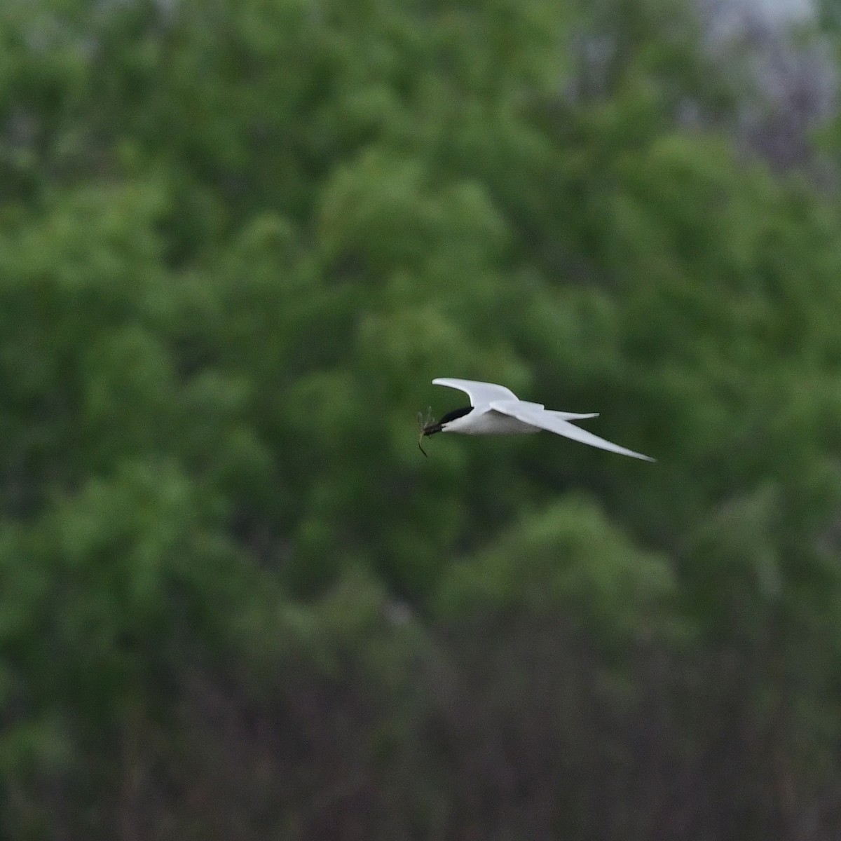 Pagaza Piconegra - ML646371094