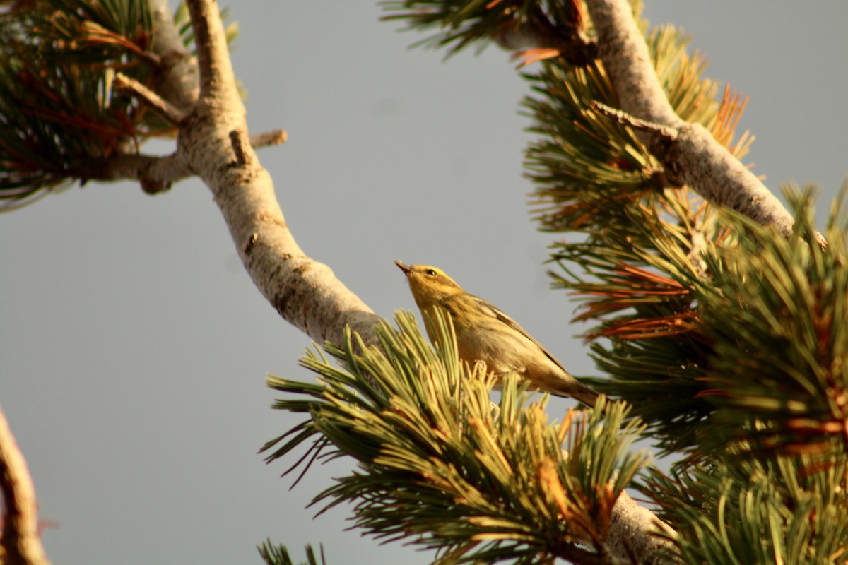 Townsend's Warbler - ML646371095