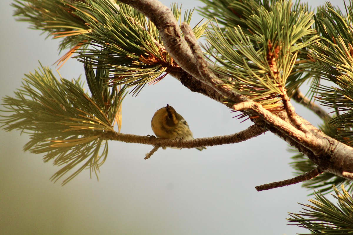 Townsend's Warbler - ML646371096