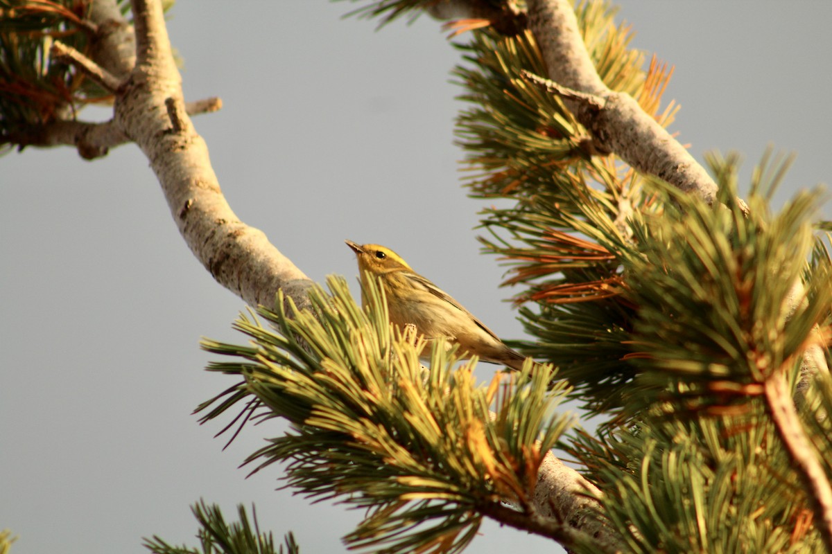 Townsend's Warbler - ML646371097