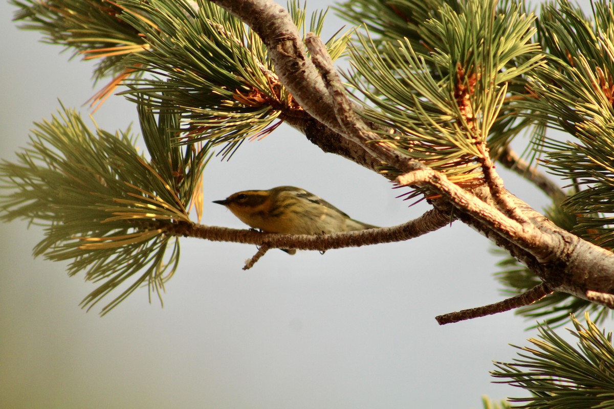 Townsend's Warbler - ML646371099