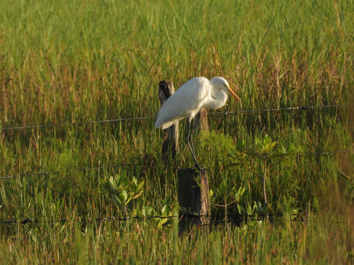 Garceta Grande - ML646371100