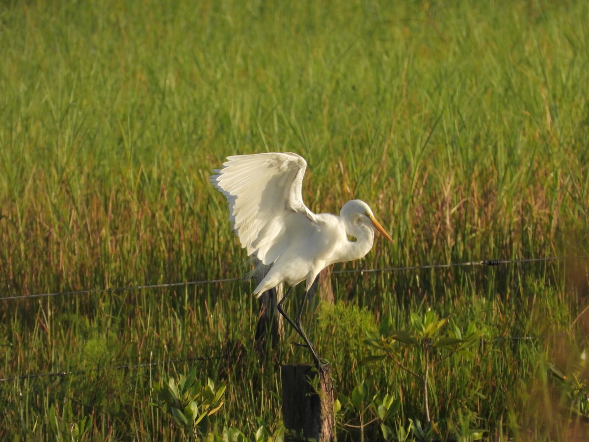 Garceta Grande - ML646371101